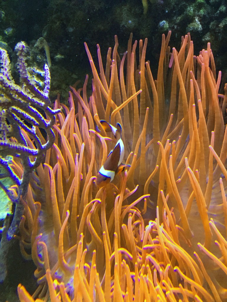 2016-01-21 18.51.50-1